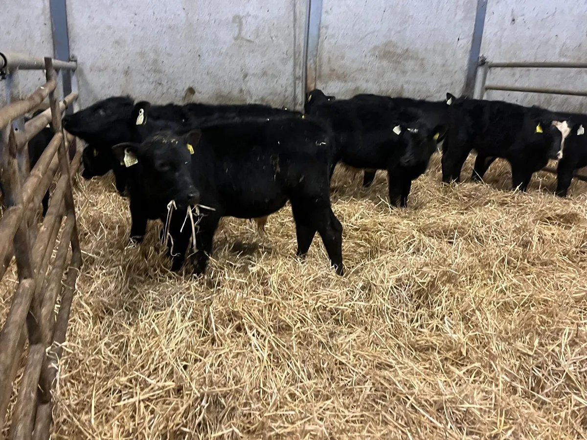 10 super Angus bull weanlings - Image 3