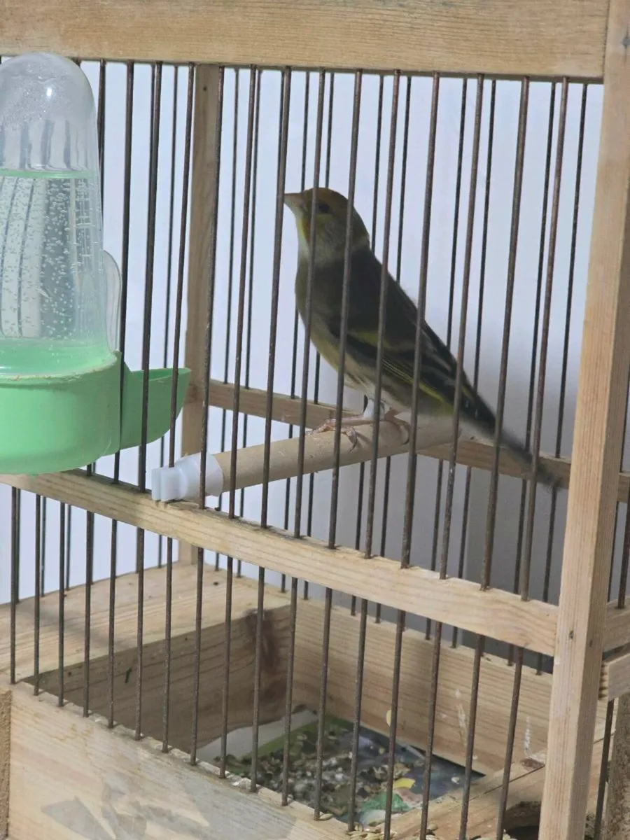 Nice Mule sings - Image 3