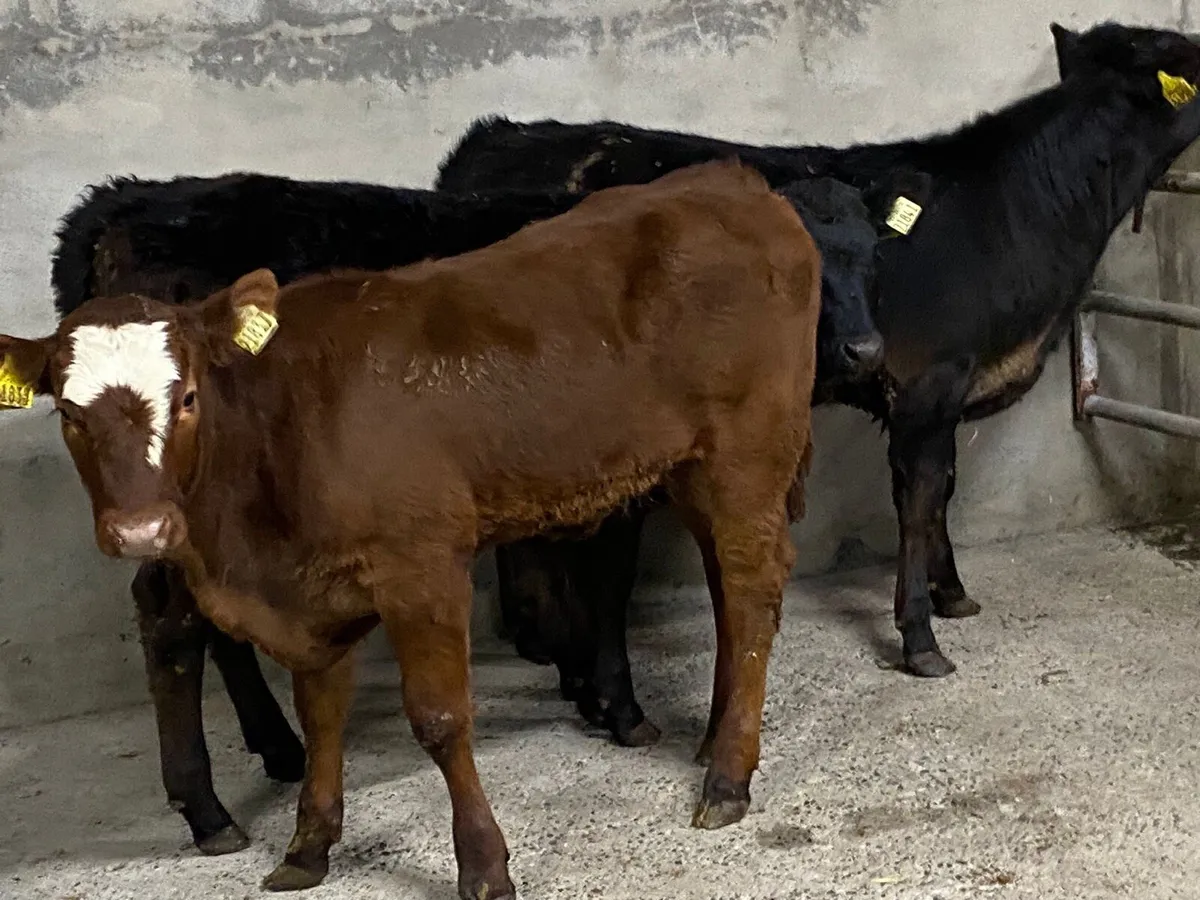 SUPER HEIFER WEANLINGS - Image 2