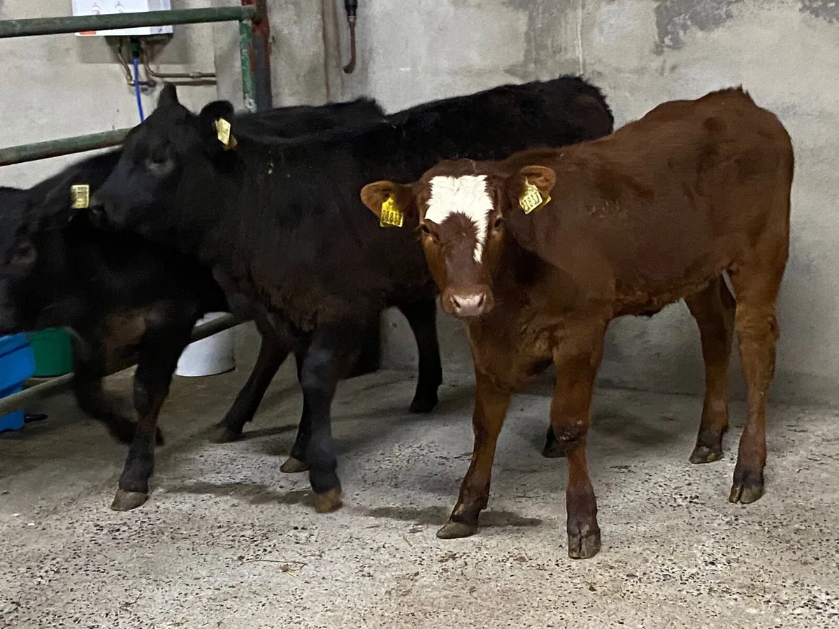SUPER HEIFER WEANLINGS - Image 4
