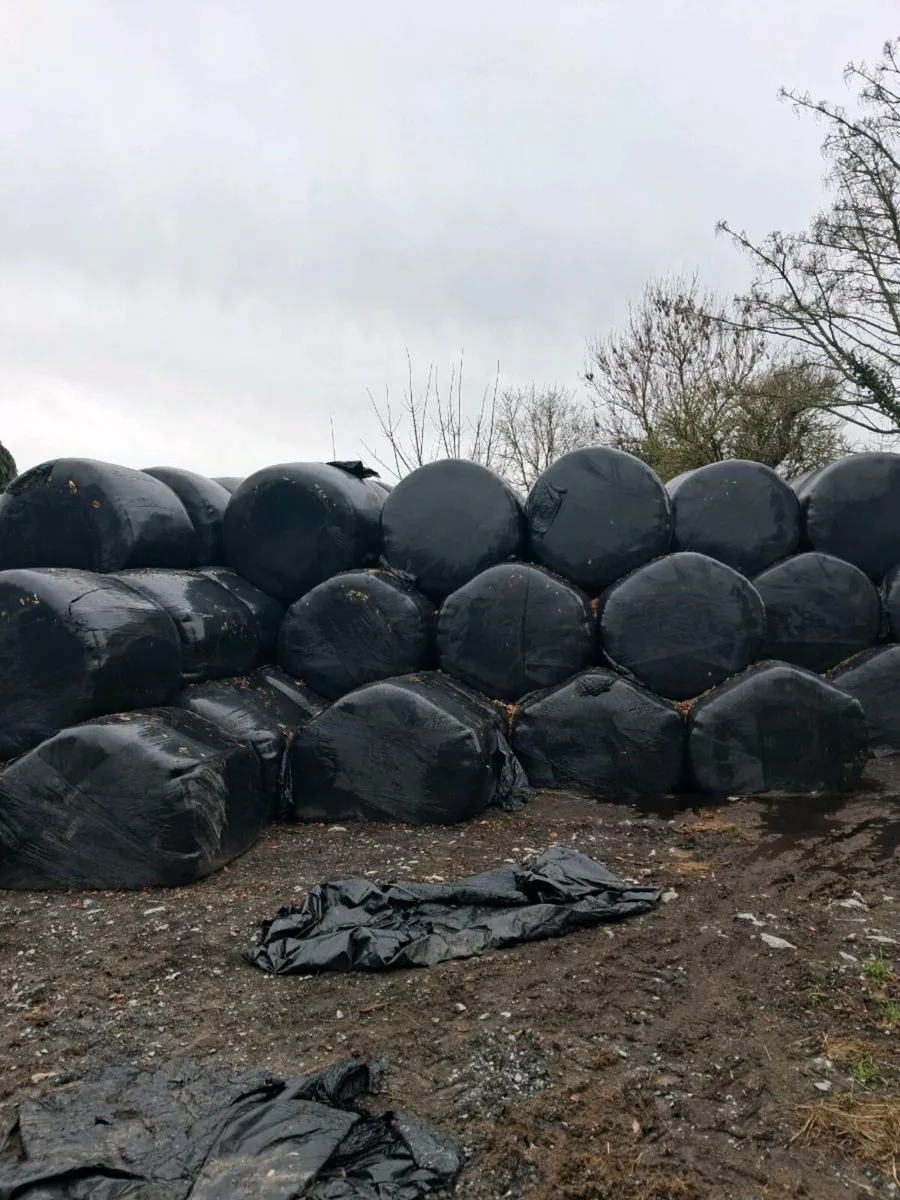 Silage bales - Image 1