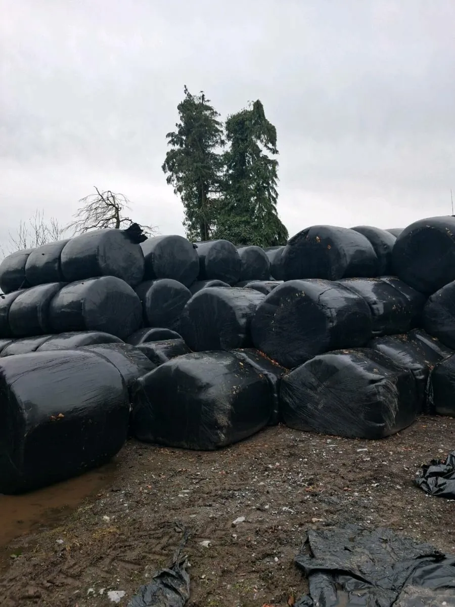 Silage bales - Image 2