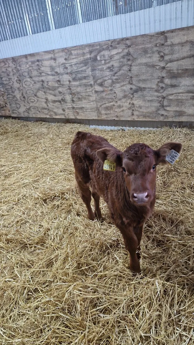Red Angus Heifer Calf for Sale - Image 3