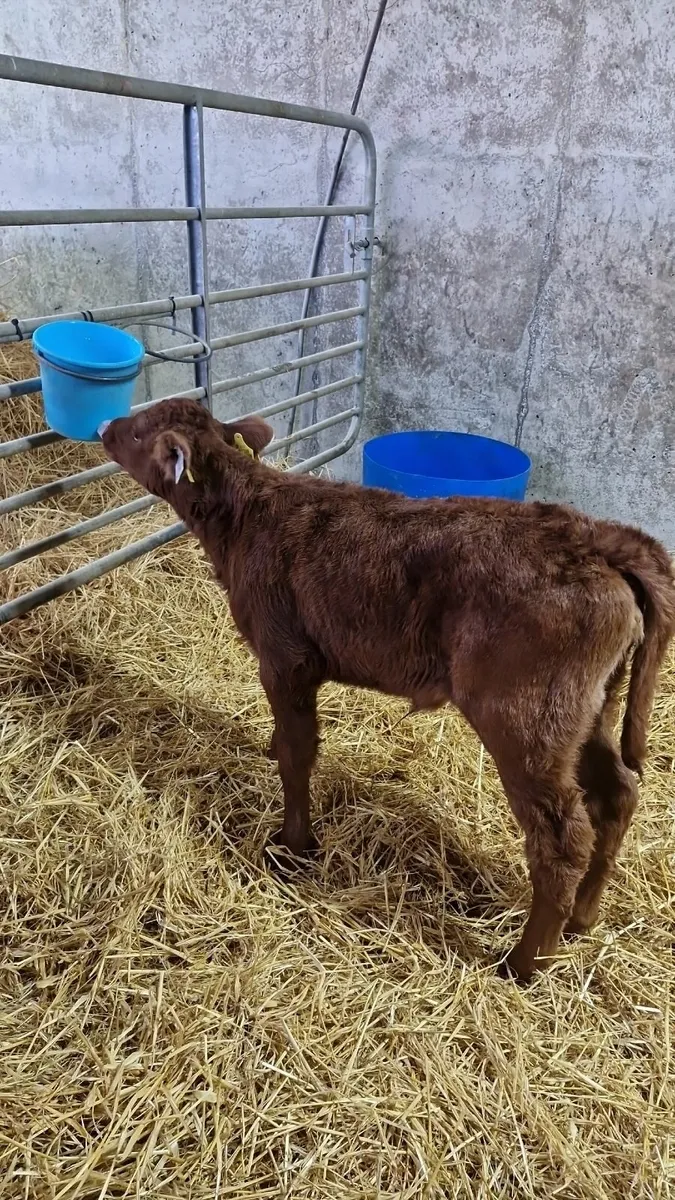 Red Angus Heifer Calf for Sale - Image 2