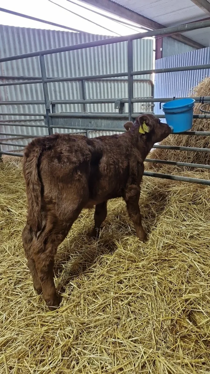Red Angus Heifer Calf for Sale - Image 1
