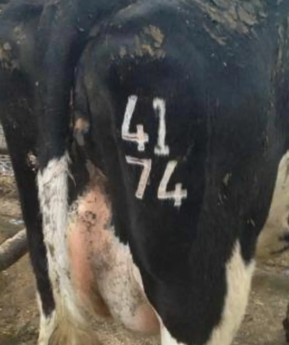 🌟Freeze branding 🌟 - Image 1