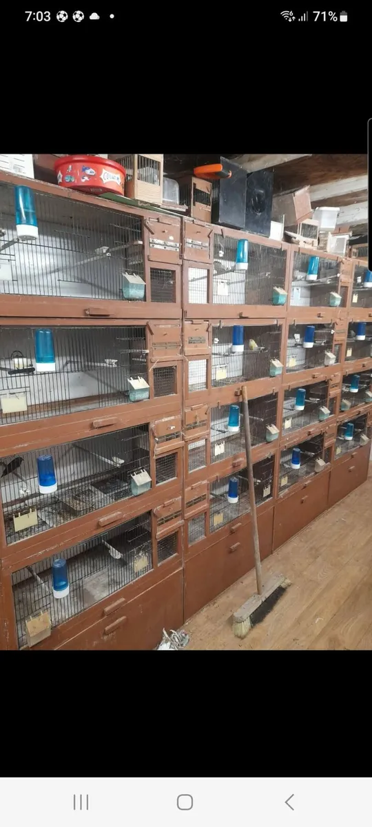 Bird cages - Image 1