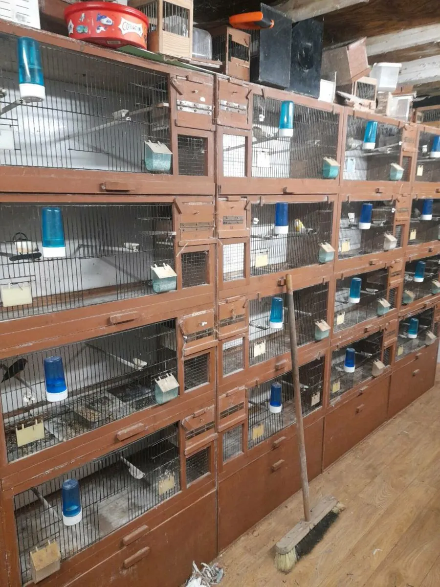 Bird cages - Image 3