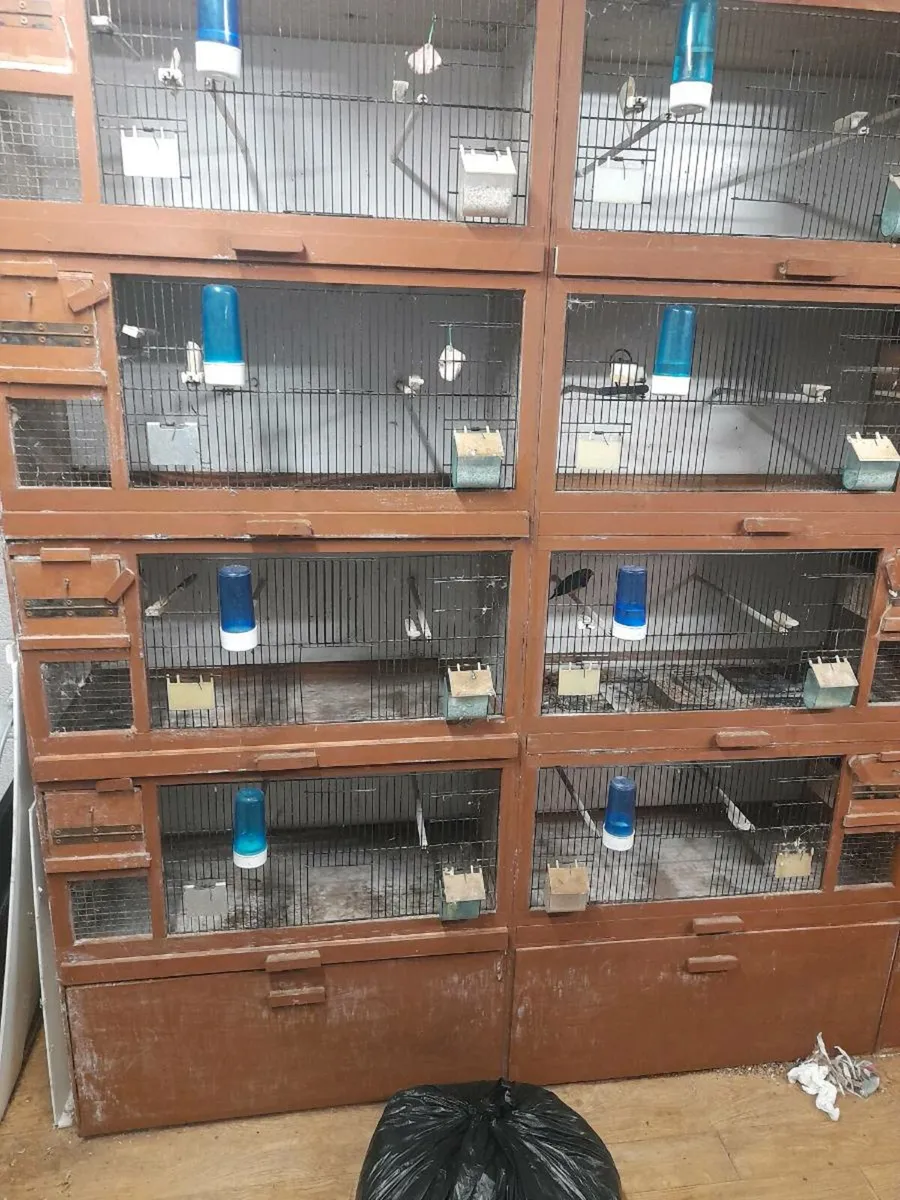 Bird cages - Image 4