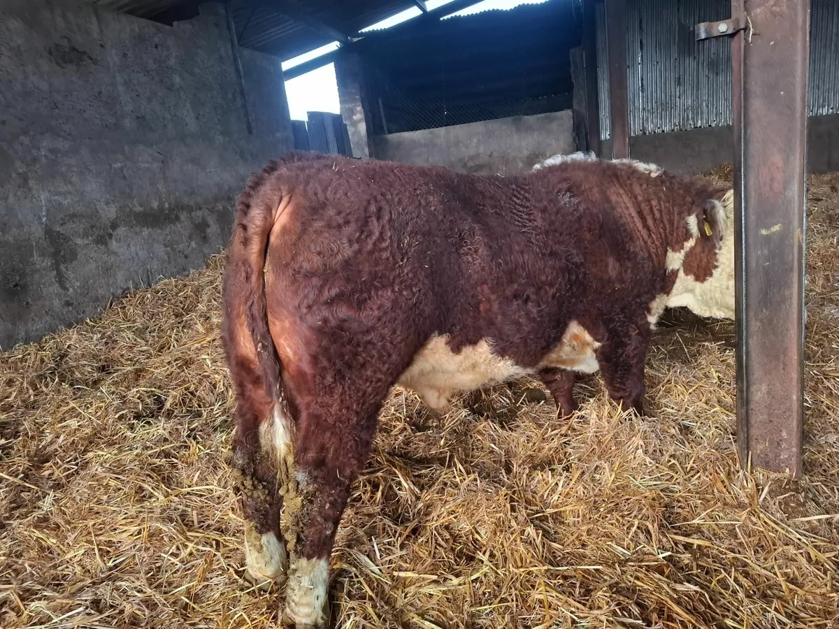 Pedigree Aberdeen Angus and Hereford Bulls - Image 4