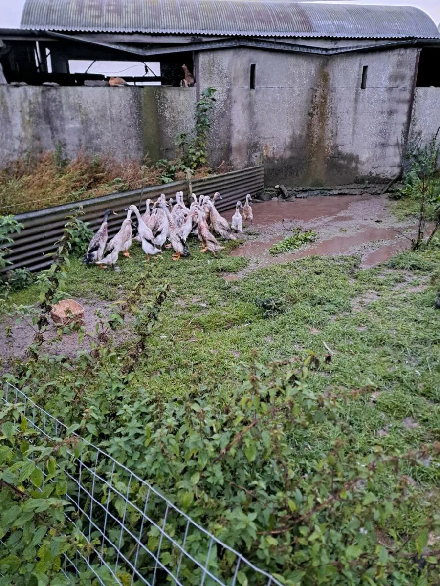 Runner Ducks for sale - Image 2