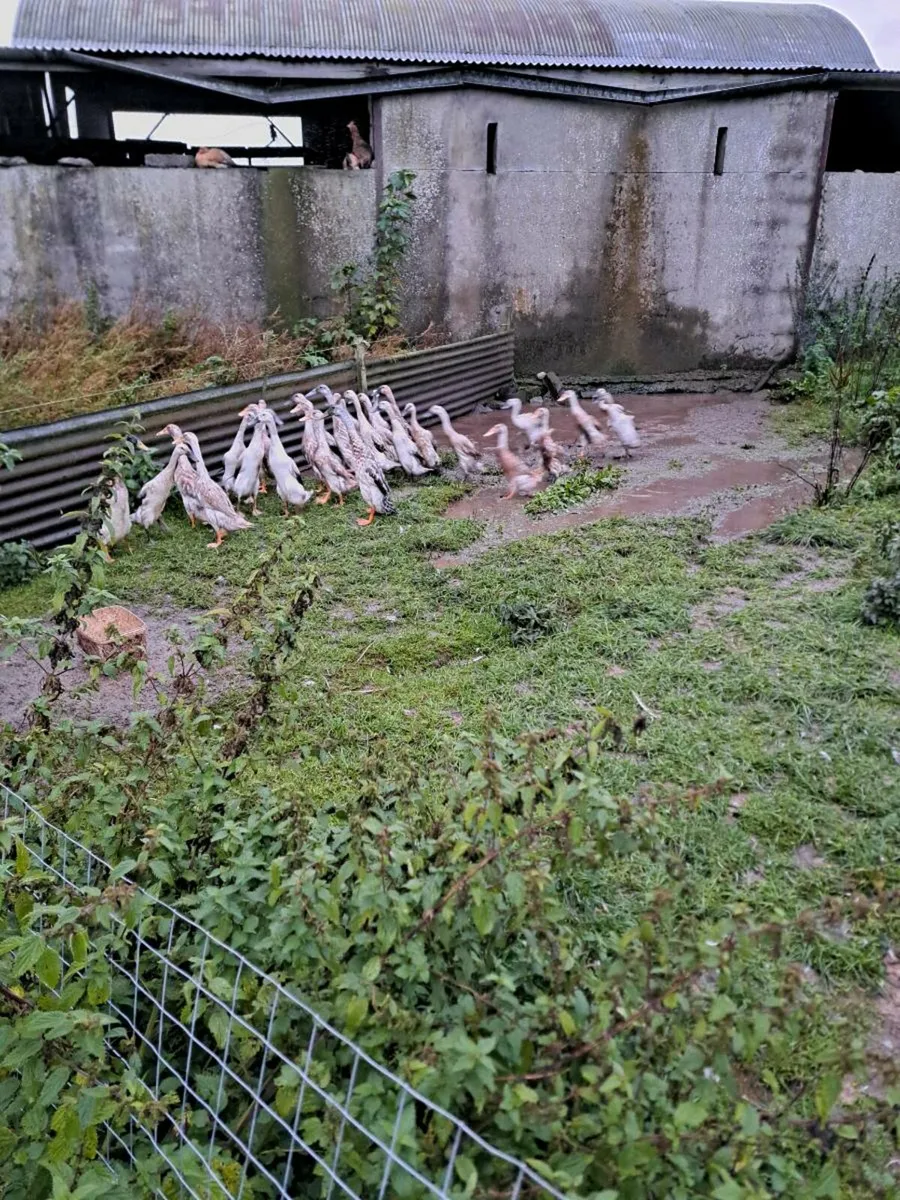 Runner Ducks for sale - Image 3