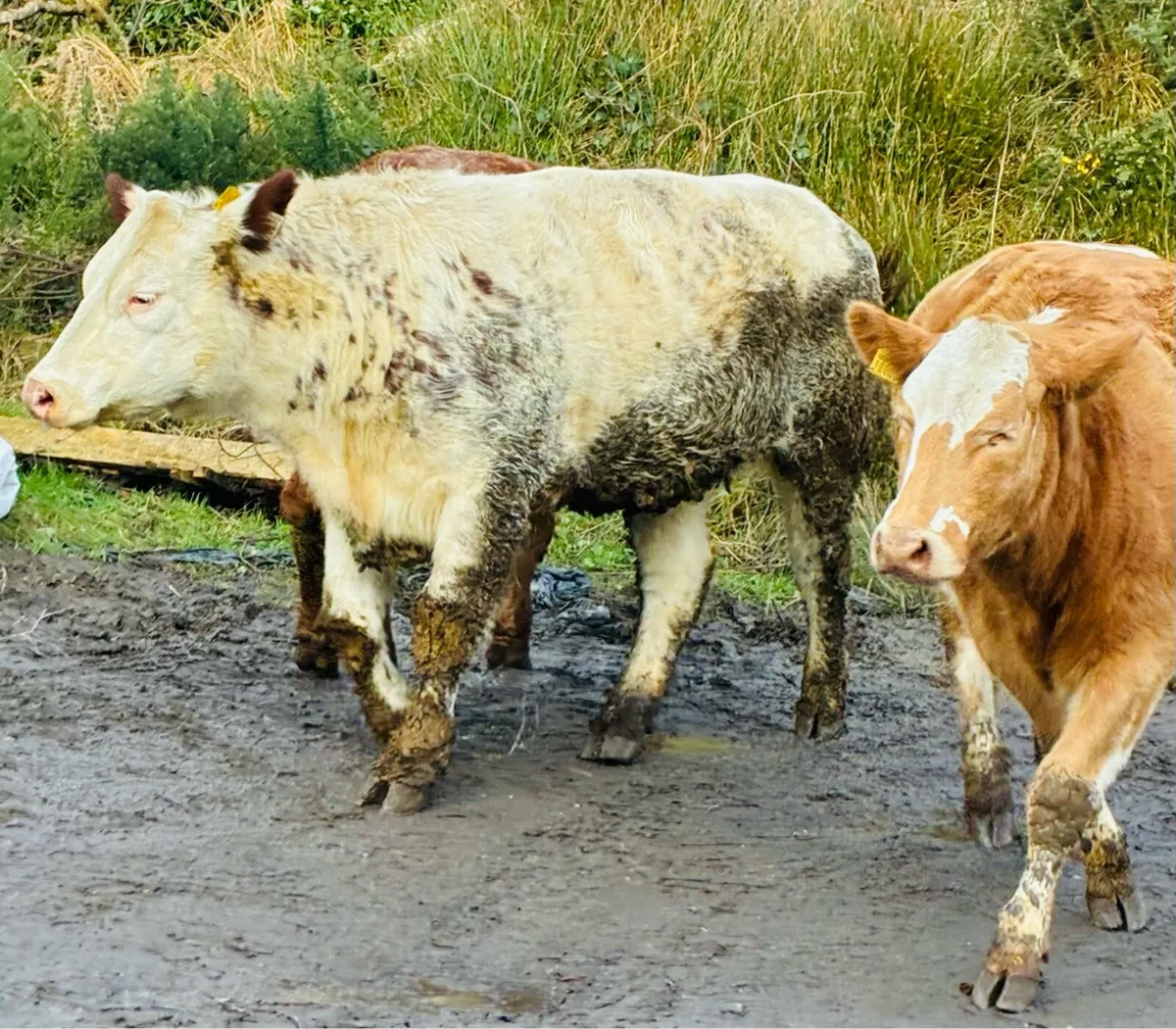 Breeding heifers - Image 4