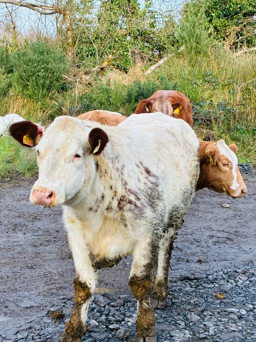 Breeding heifers - Image 1