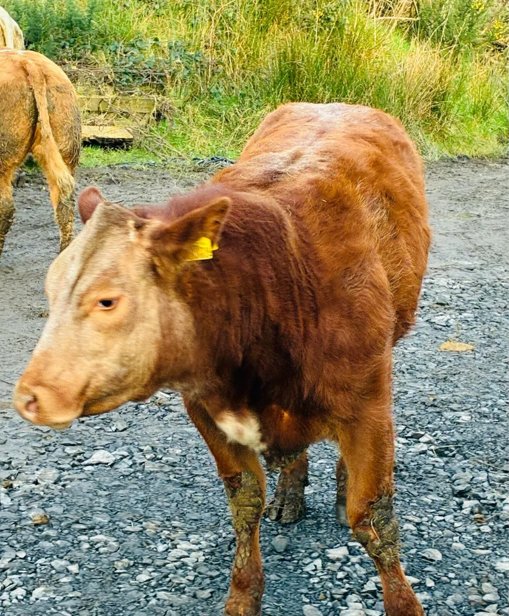 Breeding heifers - Image 2