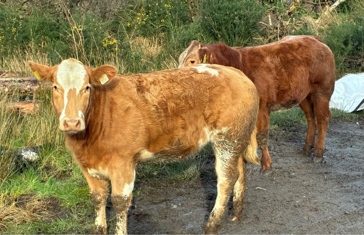 Breeding heifers - Image 3