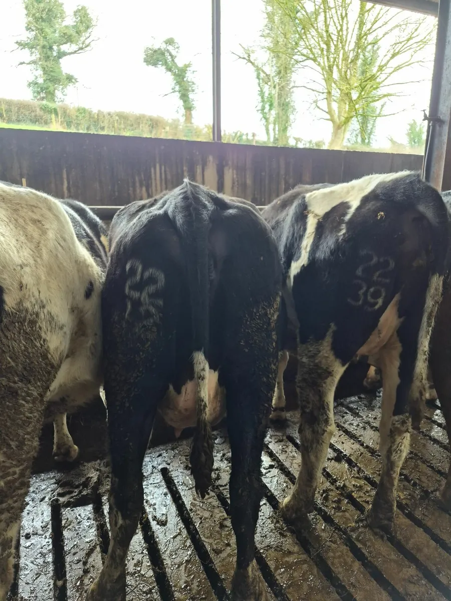 Heifers  on the point of calving - Image 1