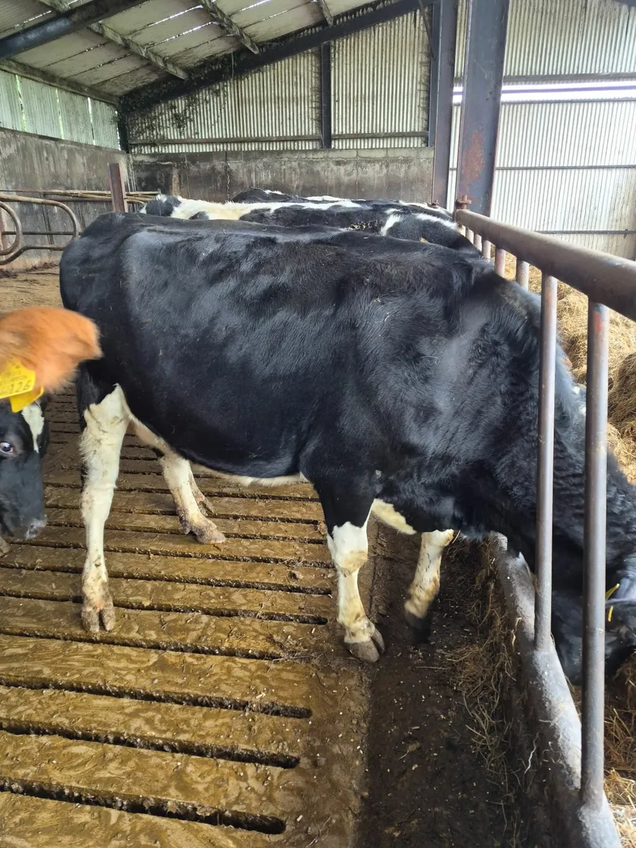 Heifers  on the point of calving - Image 4