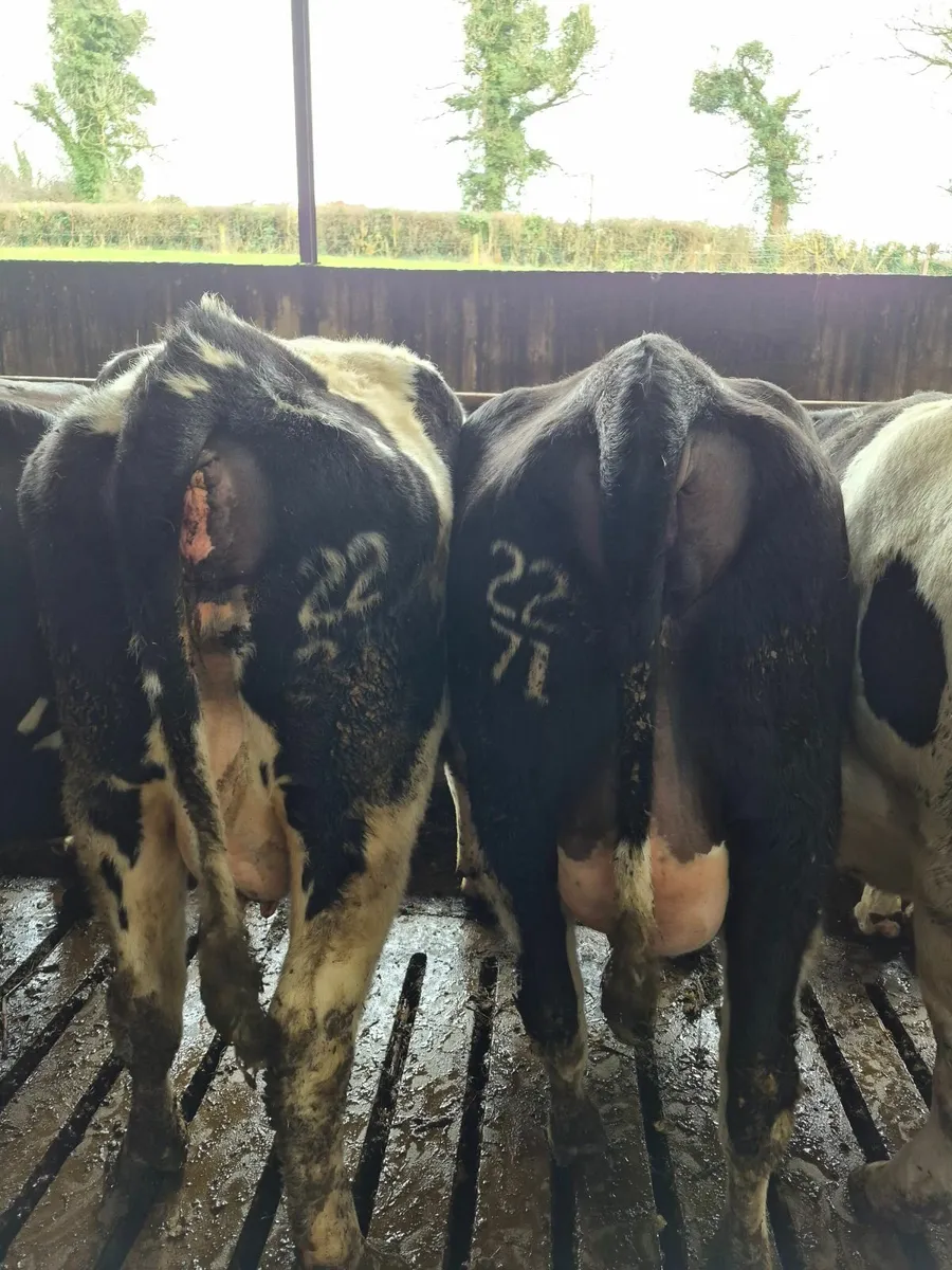 Heifers  on the point of calving - Image 2