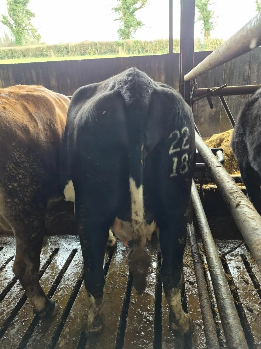Heifers  on the point of calving - Image 3
