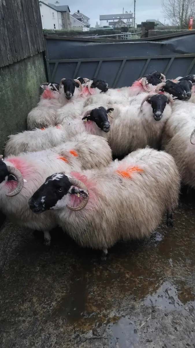 Ewes scanned with twins - Image 2