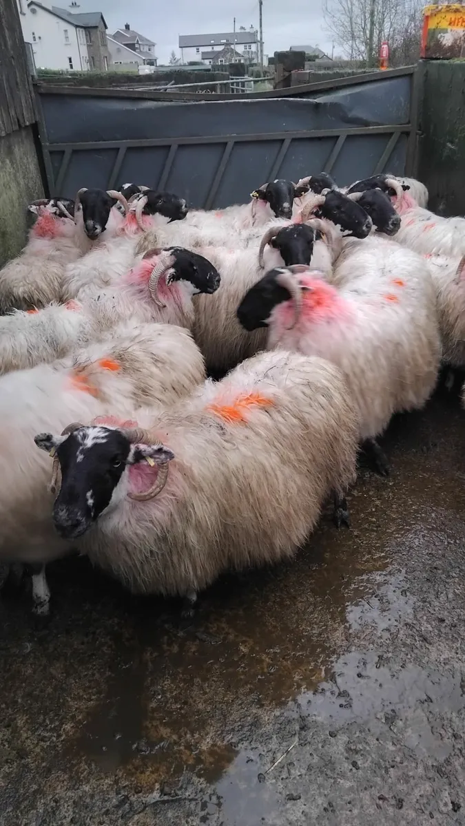 Ewes scanned with twins - Image 3