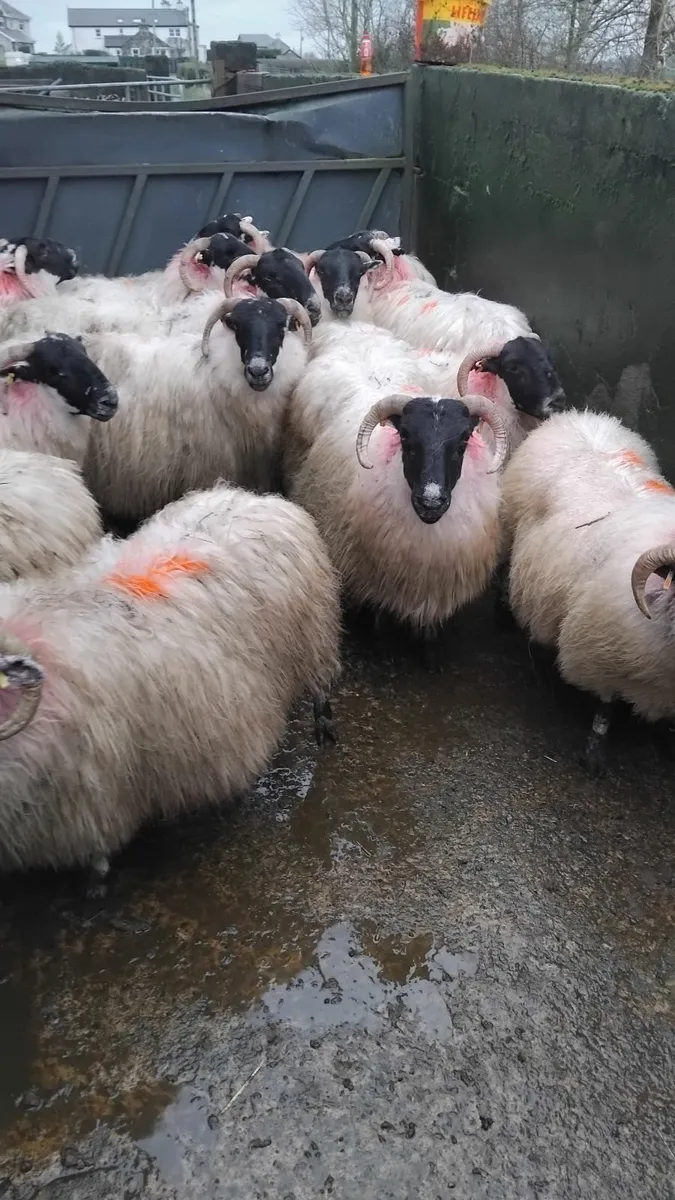 Ewes scanned with twins - Image 4