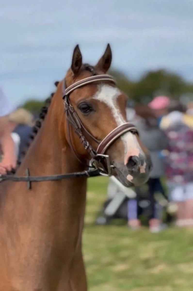 🌟 128cm SJI Pony 🌟 - Image 3