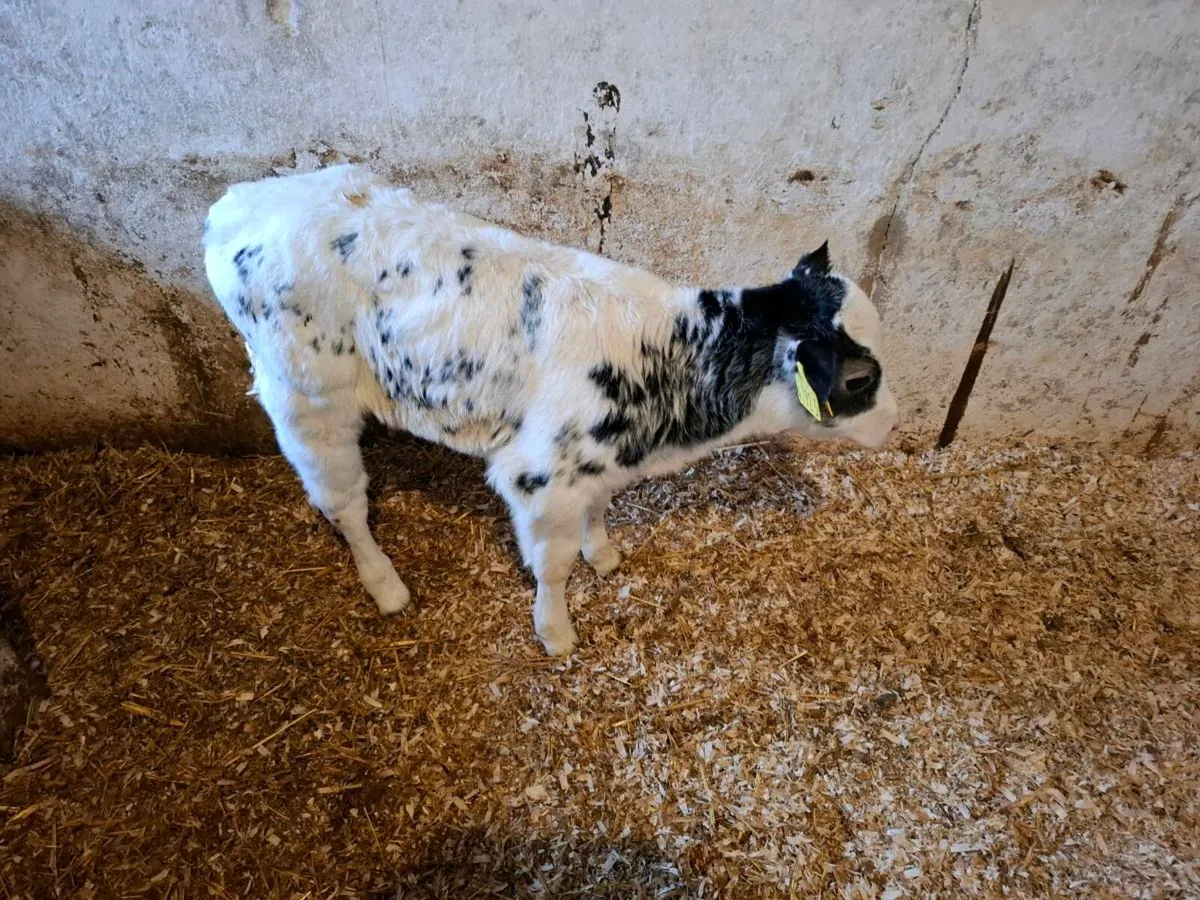 Calves for sale - Image 2