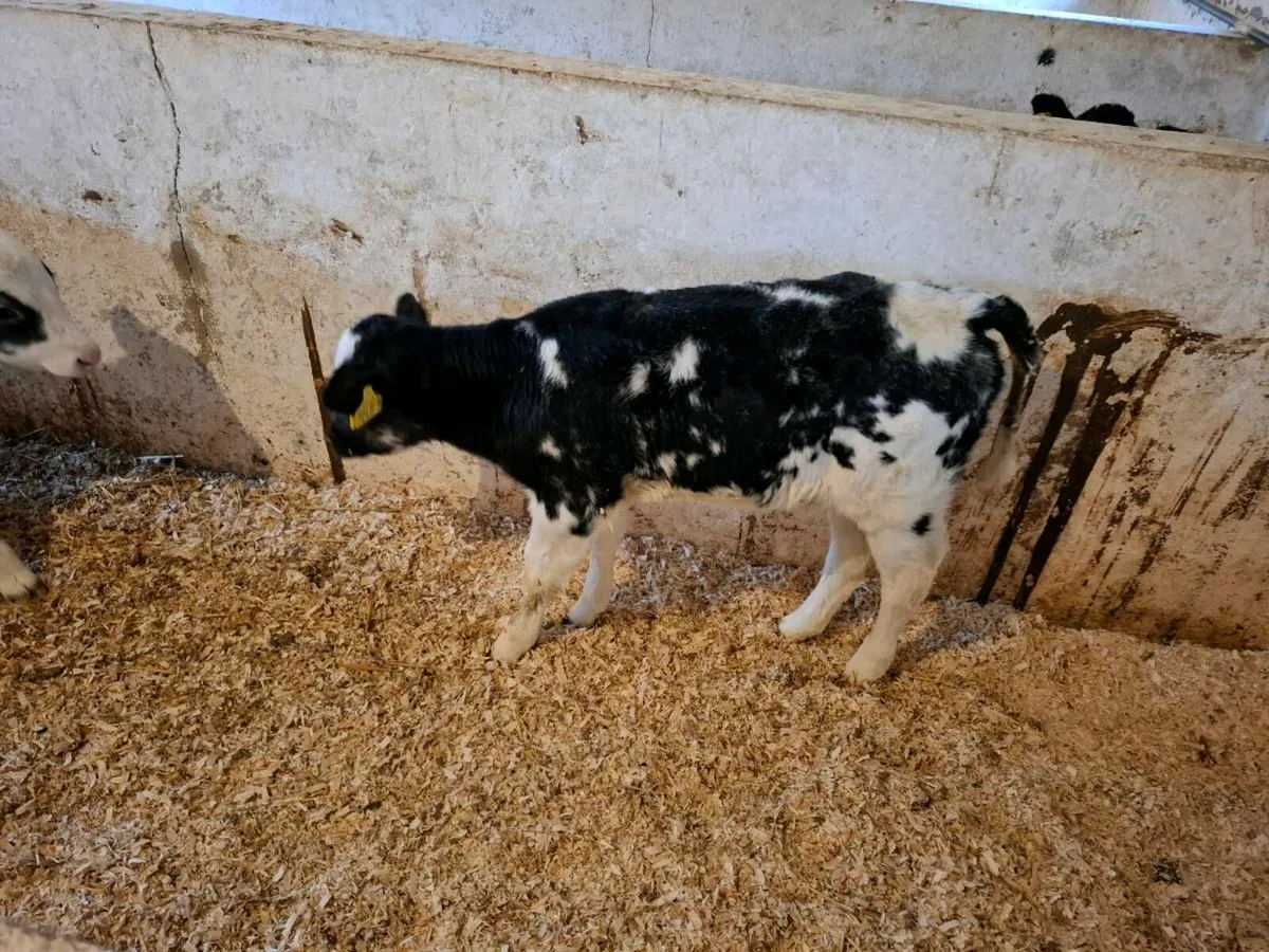 Calves for sale - Image 1