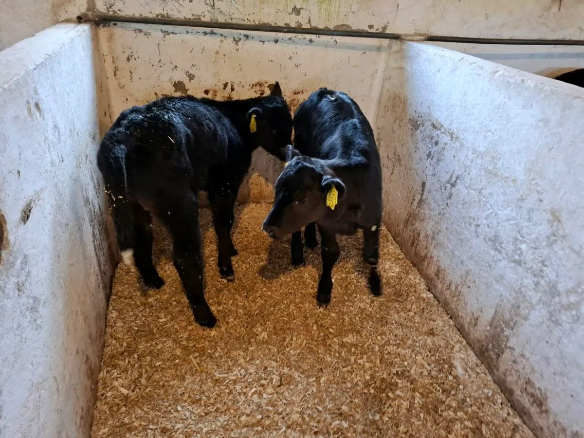 Calves for sale - Image 3