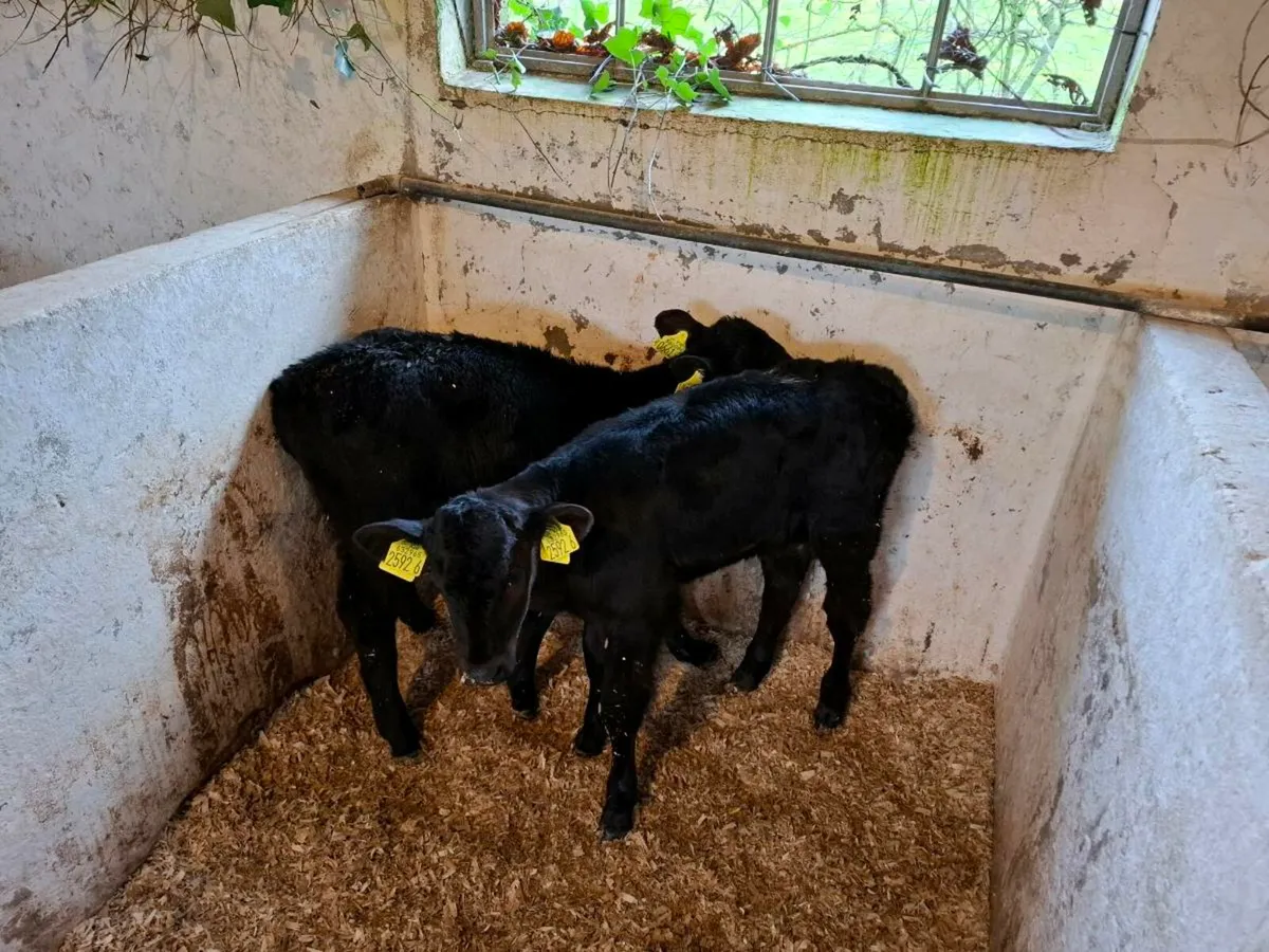 Calves for sale - Image 4