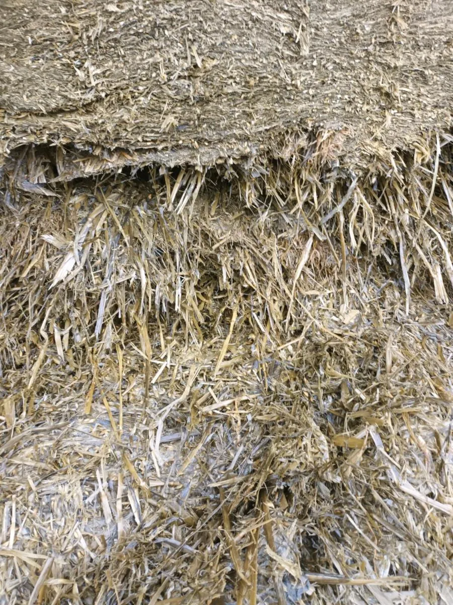 Whole crop silage - Image 1