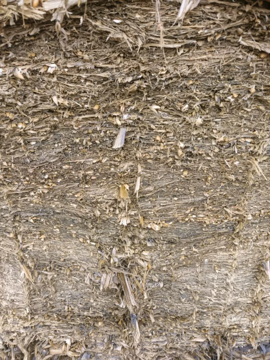 Whole crop silage - Image 2
