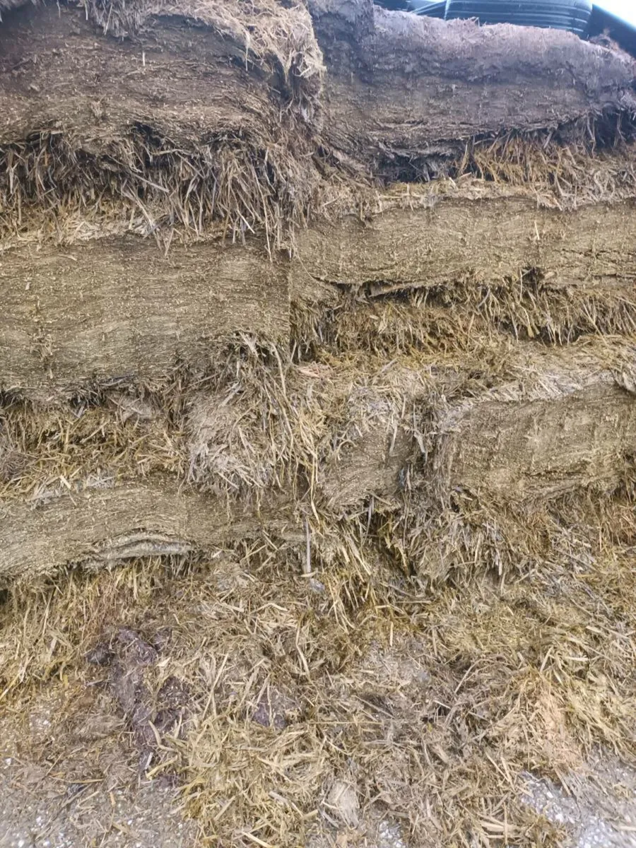 Whole crop silage - Image 3