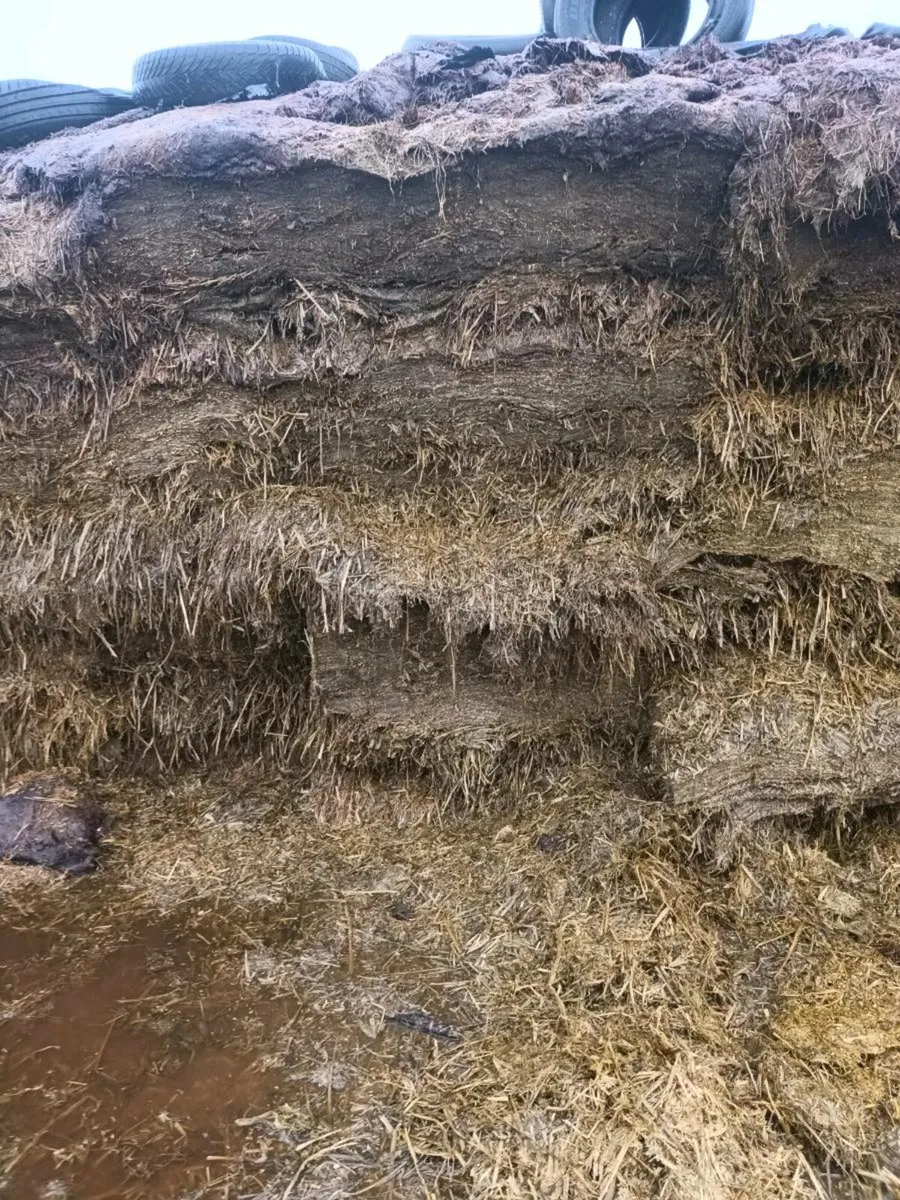 Whole crop silage - Image 4