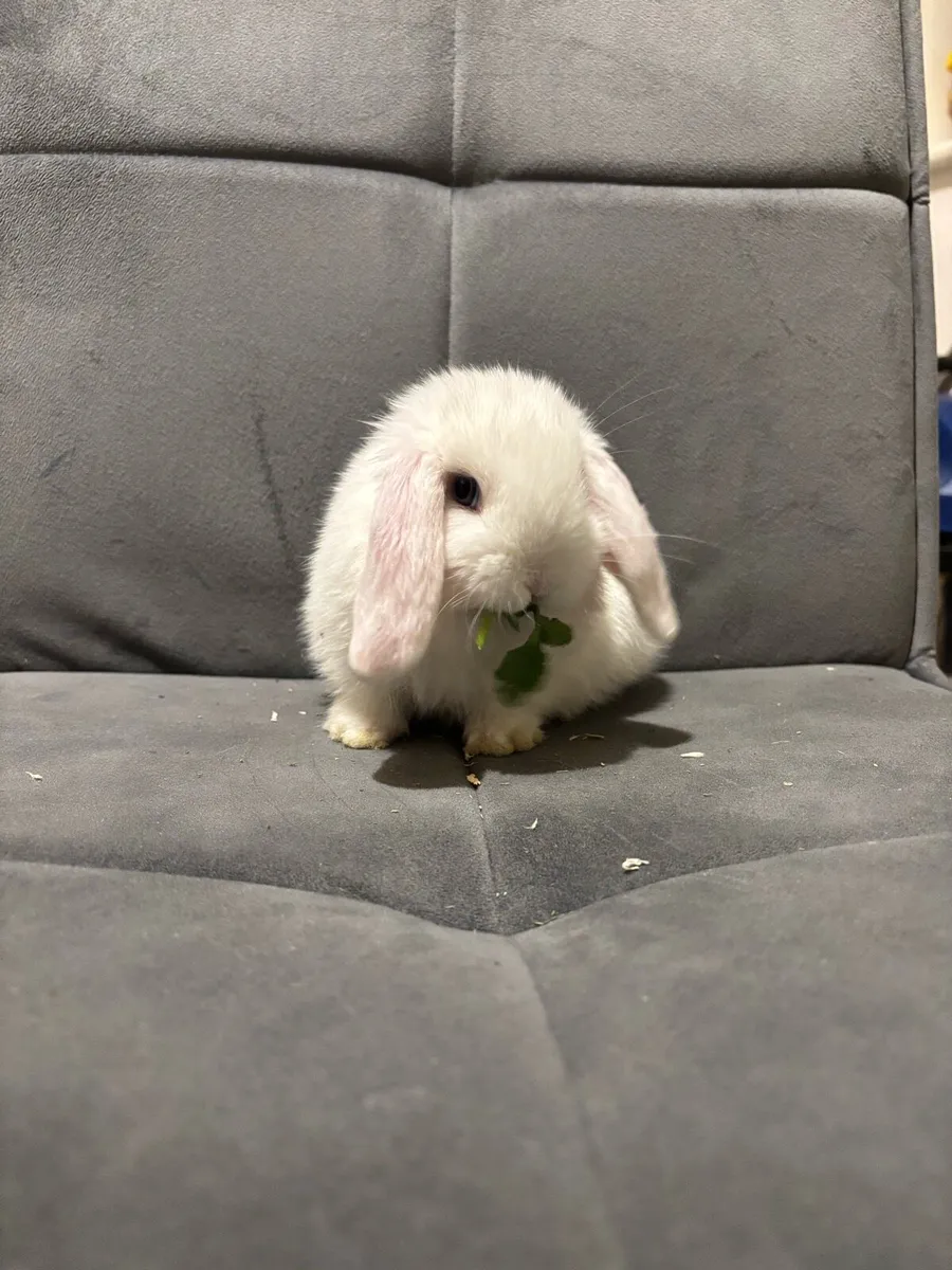 Rabbit minilop - Image 4