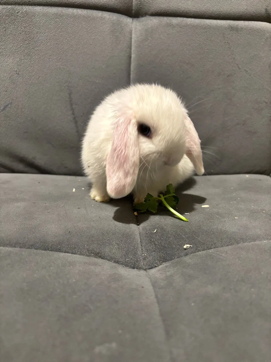Rabbit minilop - Image 3