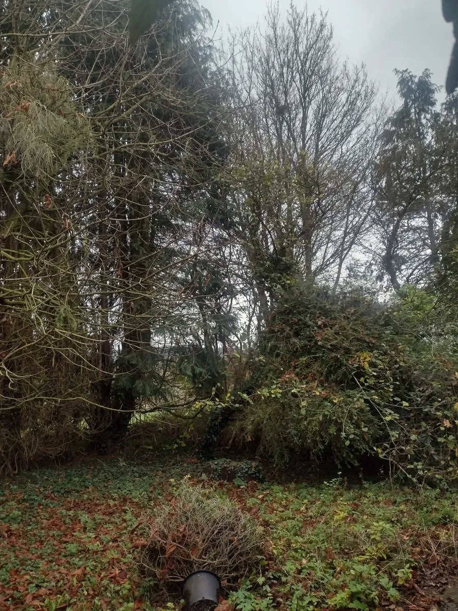 Approximately 25+ trees for sale for firewood - Image 4