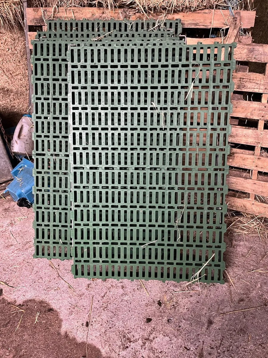 O Donovan Calf Pens - Image 4