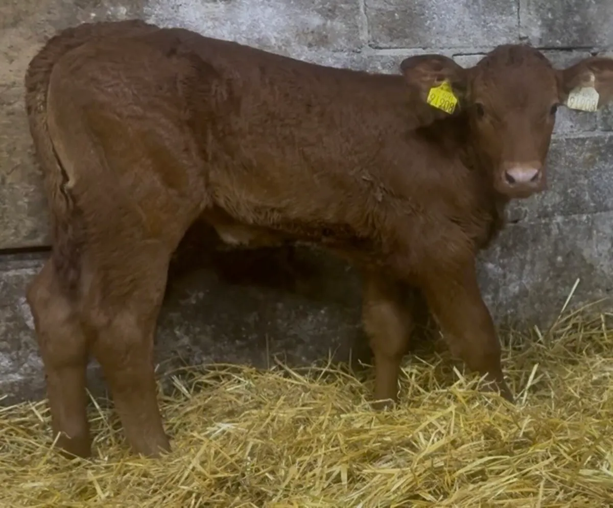 3 quality AI bread calves - Image 3