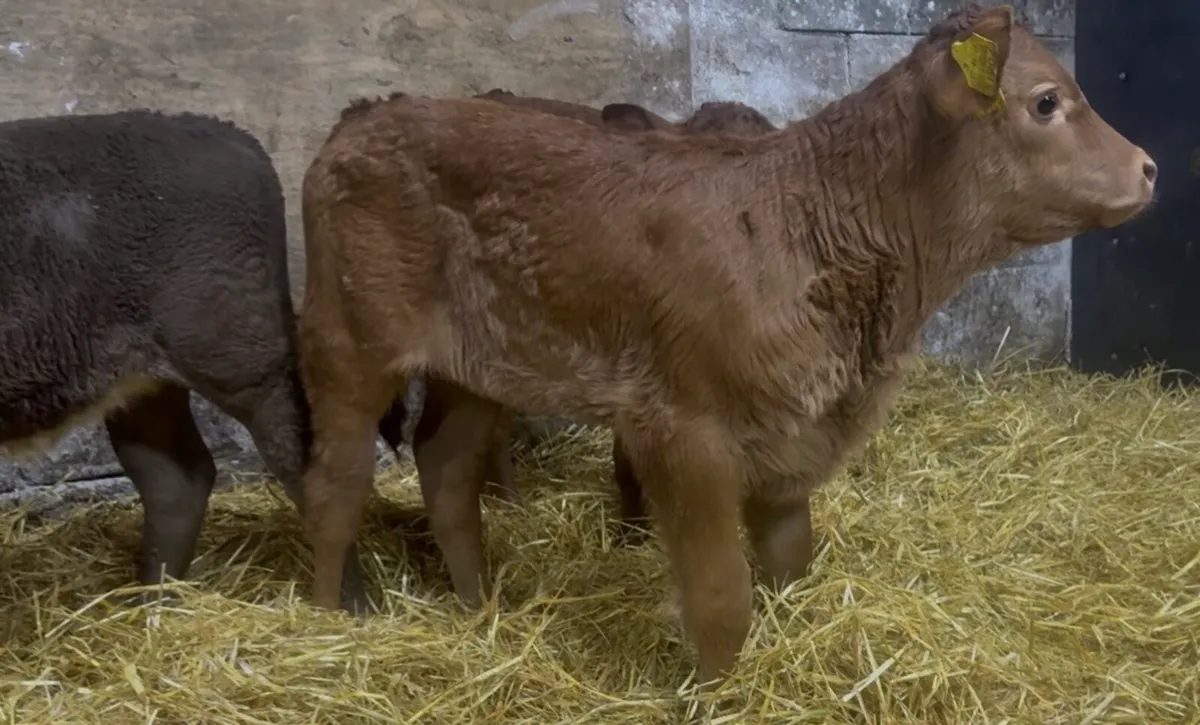 3 quality AI bread calves - Image 4