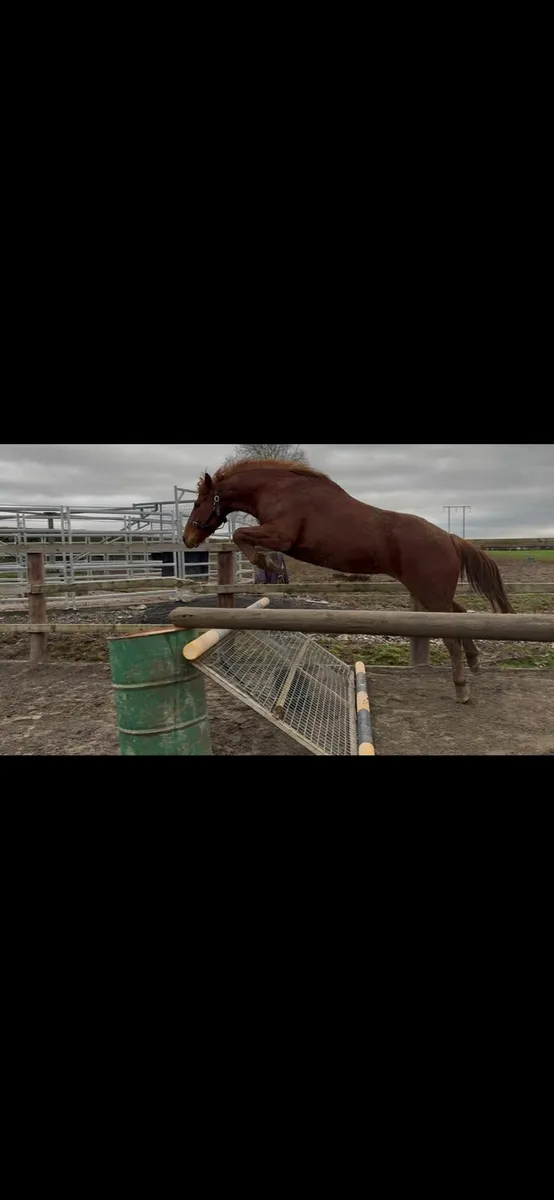 3 Year Old Gelding FOR SALE - Image 2