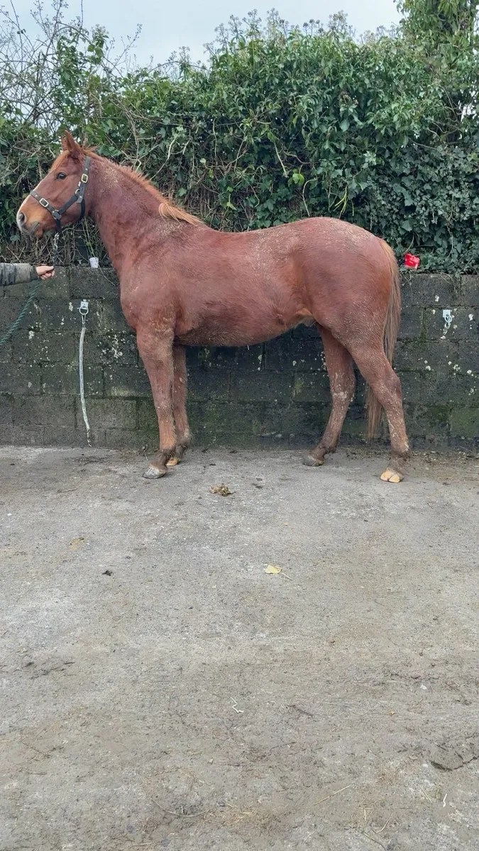 3 Year Old Gelding FOR SALE - Image 3