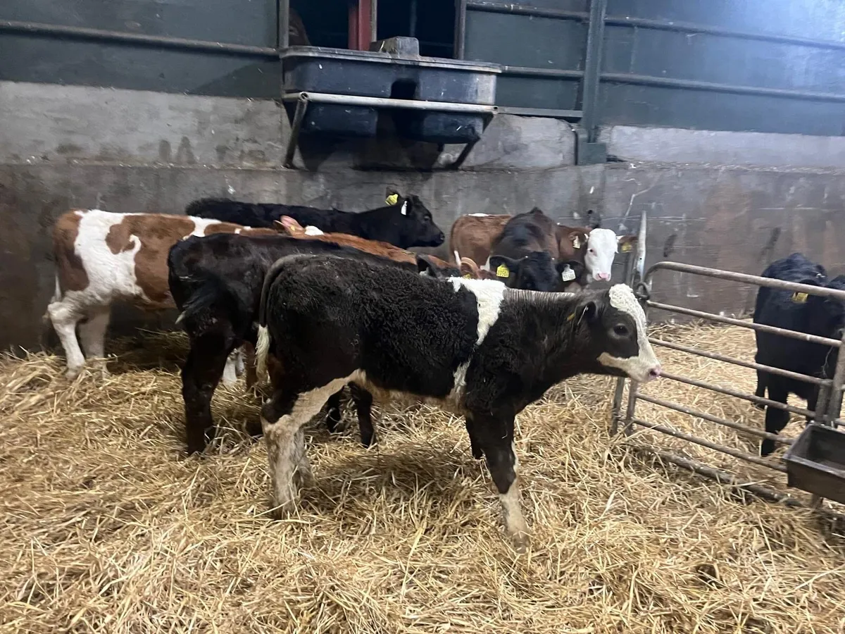 7 super continental bull runners - Image 1