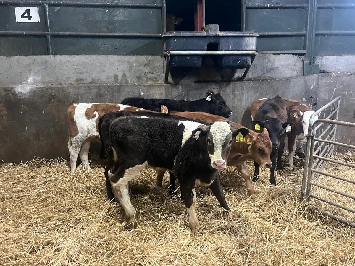 7 super continental bull runners - Image 2