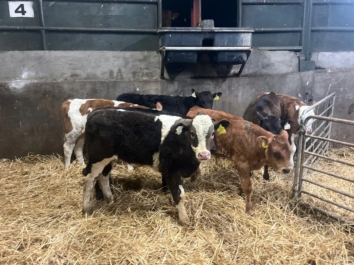 7 super continental bull runners - Image 3