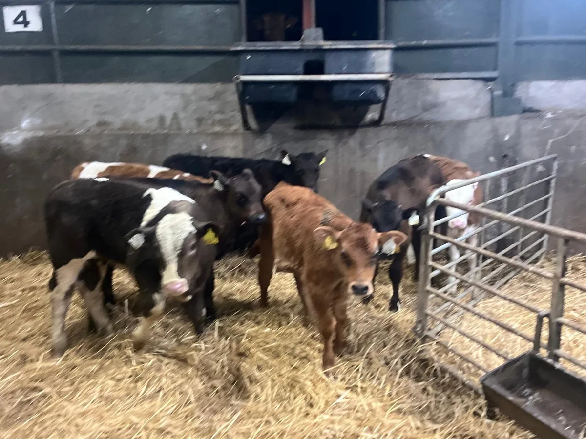 7 super continental bull runners - Image 4