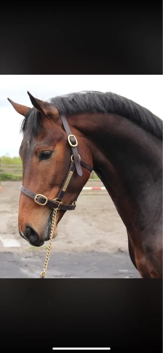 Yearlings and 5 year old - Image 1