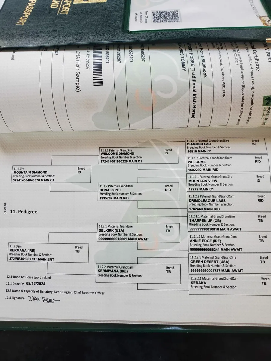 3 Year Old Gelding FOR SALE - Image 4